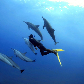 Picture of Private Sunrise Dolphin Encounter